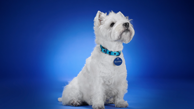 john's sweet west highland terrier puppies